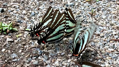 A cluster of zebra swallowtails laps up minerals on a gravel path. Most of them are in profile and are fluttering their wings slightly. The outer edges of the wings are black. When the wings are raised, the stripes are horizontal/parallel to the ground. The wings have a red and blue eyelets at the base of the wings. When the wings are closed it looks like red and blue dots. They appear more like eyes when the wings are open. The butterfly in the foreground is flapping it’s wings more rapidly. 