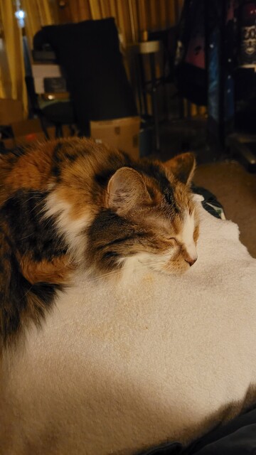 Calico cat Lillie on my leg, pretending to be asleep so I don't make her move 