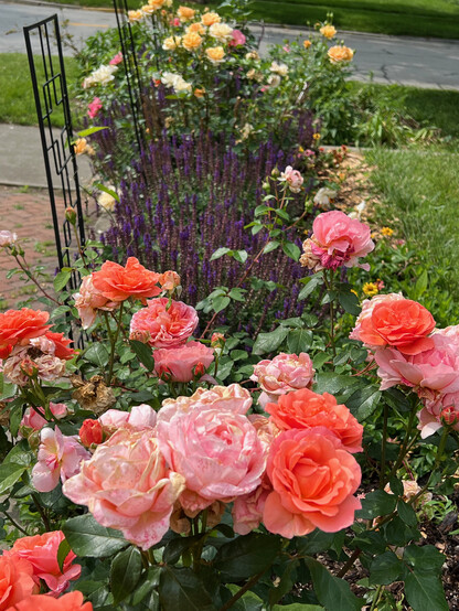 Looking down a flowerbed of roses, with two pink roses, salvia, a yellow rose, and then another pink rose.