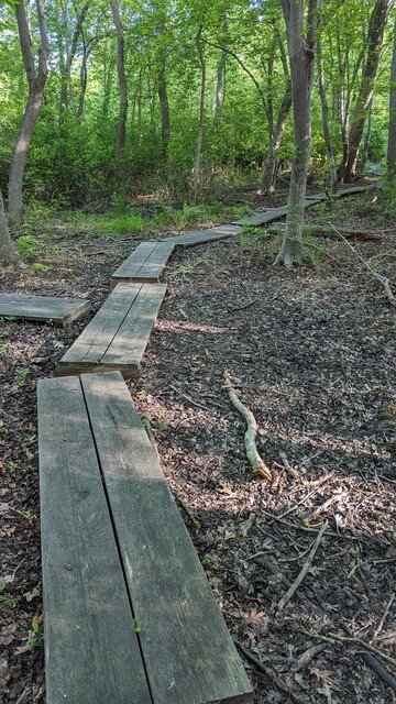 Wood planks to get walkers unscathed through the mud.