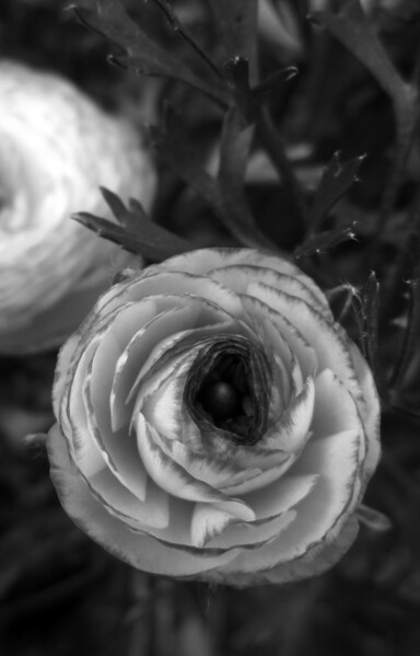 Fotografía en blanco y negro de una flor en primer plano