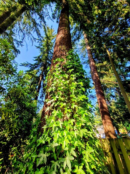 Looking up at a tall conifer tree, the base covered in green leafy vines.