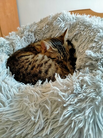 Gato atigrado dormido hecho una bolita en una cama de gatos. En serio, ojalá durmiera yo así, eso es la comodidad suprema.