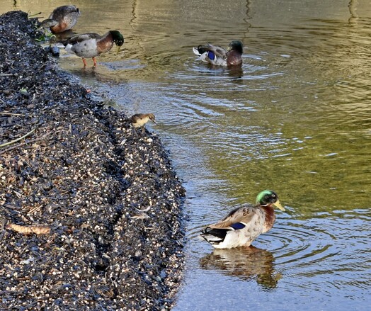 Dirt bank on left with shallow green water rippling with mallard ducks wading and swimming