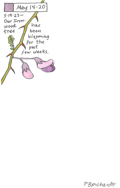 Perpetual Journal watercolor and pen art of an Ironwood tree in bloom with purple-pink flowers, Tucson, AZ, USA