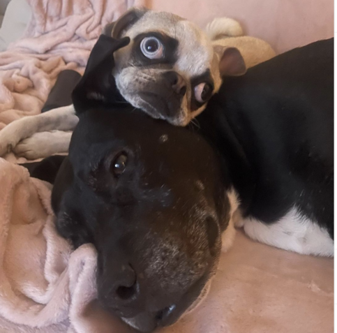 Black pitbull lying down with whitish panda pug nestled in his ear.