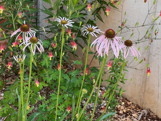 A group of 7 pale purple coneflowers in front of spreading columbine against a cement wall.