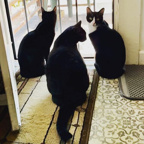 Three cats sit in silhouette in front of a screen door. Tuxedo cat on the right is looking at the camera whereas the center black cat has his head turned in profile. Third cat to the left has his back facing the camera.