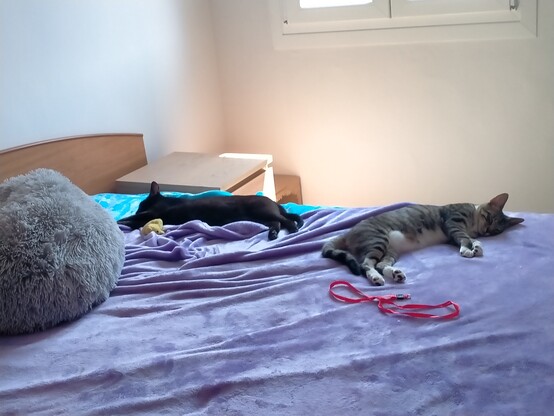 Dos gatos dormidos estirados en la cama. Al lado del negro hay un ratoncito amarillo de juguete. Al lado del atigrado, una especie de cuerda roja.