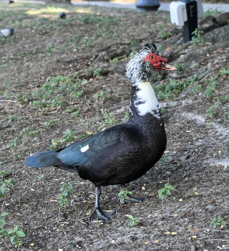 A black and whit duck with red mask coloring standing in profile on a slope near a sidewalk