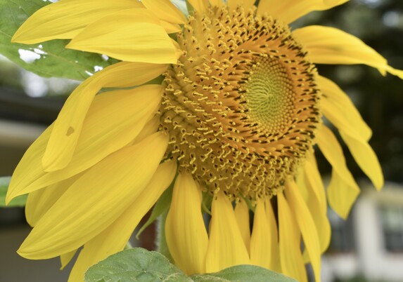 Close up of large sunflower head with slightly drooping petals and garden in the background 
