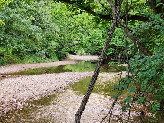 The creek at Mastodon State Park. 