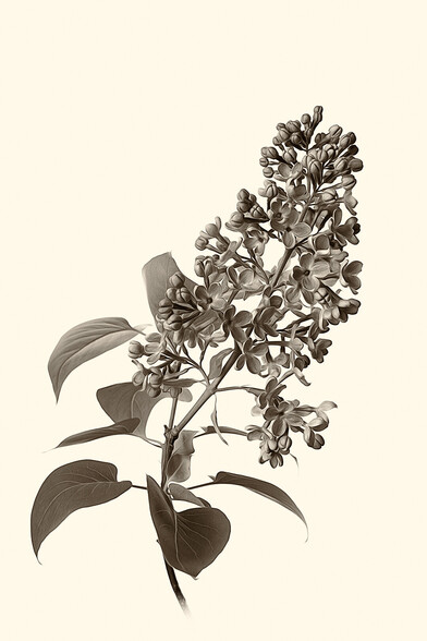 Lilac photography in sepia. 