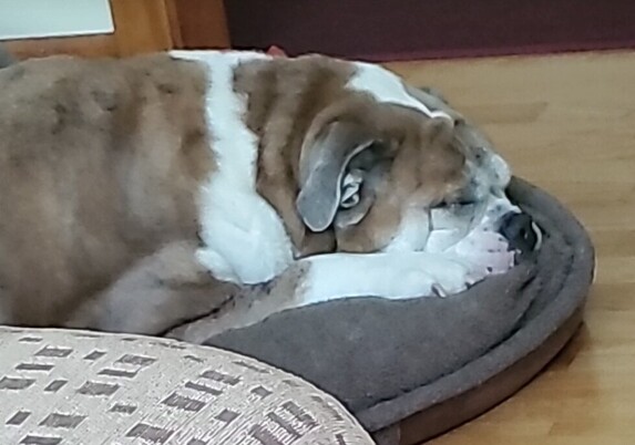 Closeup of a sleeping bulldog in a dog bed, chin resting on the edge, between her big paws on short legs.