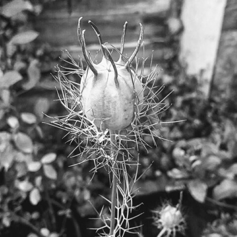 ~ Nigella ~
Love-in-a-Mist seed pod