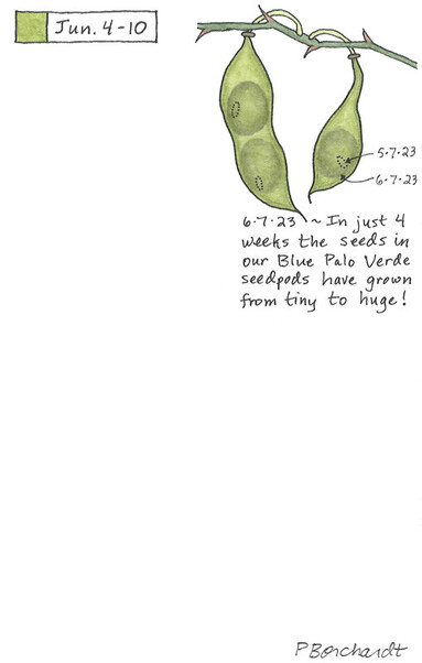 Perpetual Journal watercolor and pen art of Blue Palo Verde tree seedpods and seeds, Tucson, Arizona, USA