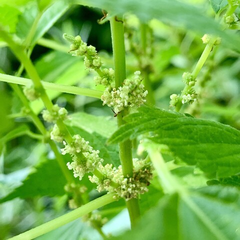 A close-up pic of the tiny greenish-white flowers. They bloom in clusters on spikes opposite each other on the green stem. Also visible are the light green stems of leaves and some green leaves. 