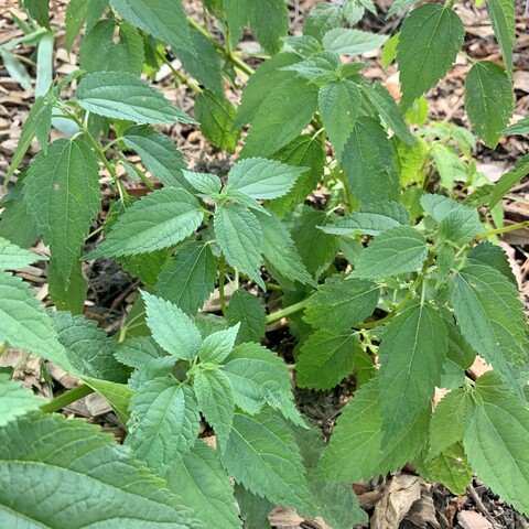 A downward facing pic of false nettle planted in the ground. It looks a bit like spearmint. There are multiple stems coming up from the base. Leaves look like they grow opposite to each other and they sort of are but are alternate growing. It’s a cheerful happy plant. 