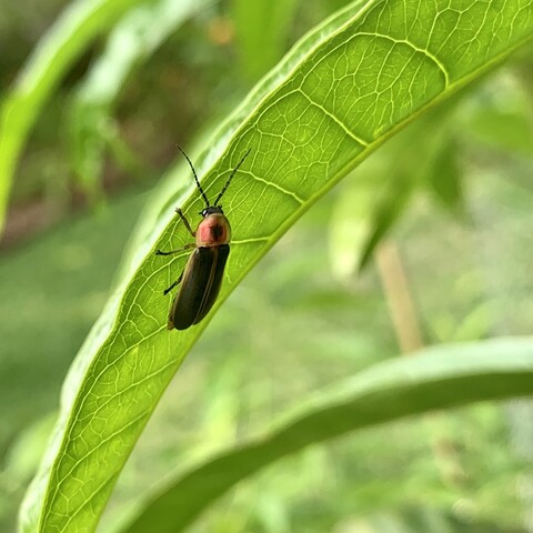 A firefly hangs snuggly on the back of a canistel leaf. The view of the leaf is from the side. The leaf is long lanceolate and curves at an obtuse angle from the central vein. The leaf is pointing down from the top right to bottom left. The leaf is illuminated by the sun overhead so the veins in the leaf look like they are glowing light green. The bright green veins are in sections that go perpendicular to the main central vein that is just visible. 

The firefly beetle has a yellowish plate over its head that has a reddish blotch and a smaller black splotch over the reddish splotch. It’s twiggy legs are black and its elytra is black with yellowish border. Its antennae are segmented and black and stick up like a V. 

In the background are more large canistel leaves and faded grass and garden. 