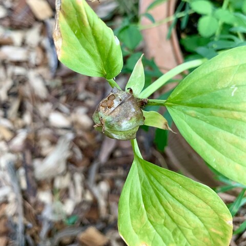 Center of the pic is a plump beach ball like seed pod that has ridges on the side. One of sides it’s slightly torn away revealing brown seeds. 

The pod is sitting in the middle of a jangling stalk with three green to yellowing leaves sticking out of the sides. It’s the end of the season for trilliums. 

The plant is hanging over a sand colored pot and beside the pot is mulch. I cage all my native plants and keep them in raised beds or pots for keeping them safe from squirrels/bunnies and sheltered for propagating.  