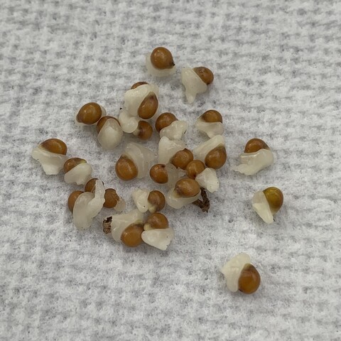 A couple dozen round brown seeds with some white membrane still attached. They are sitting on a white paper towel. 