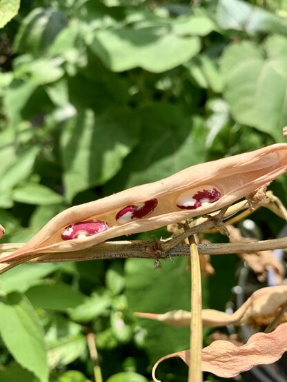 In the foreground is a dried bean pod cracked open to reveal three beans that are white splotched with a dark pink. 

The background is lush with large dark green heart shaped leaves catching sunlight. A Jamaican cherry tree is casting bits of shade and there are a few green leaves peeking at the top left and bottom right. 