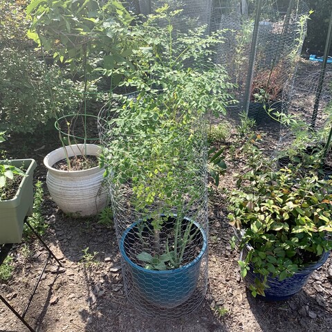 In the middle of the pic is a blue pot with a dwarf moringa tree. It’s hard to see but the trunk has been chewed off and there is a new branch growing up from the side that is putting out lots of leaves and branches. Also in the pot are some green onions and borage. 

Behind it to the left is loroco in a tomato cage and to the right is a pitangatuba with flowers. Behind this are more cages of raised beds hiding vines of achocha. 