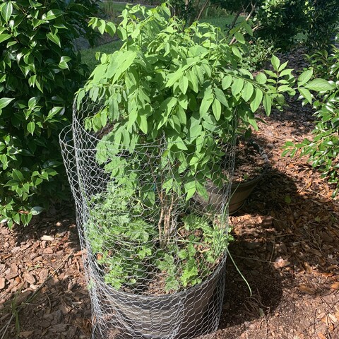 A katuk in a half-barrel that has been stripped of its leaves so that it’s only full of leaves and green branches at the top. You can see the brown multi-stemmed trunk. Also in the pot obscured by the cage is curly kale, green onion and mitsuba. 

Behind it in another barrel is elderberry and it is surrounded by camelias on all sides. 