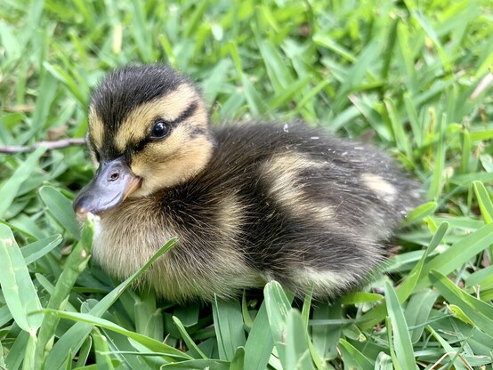 A cute mallard duckling sitting on green grass. It is super fluffy and squat. It’s face is mustard yellow with a brown top and a dark line crossing the eye neatly parallel to the top markings. The belly is cream colored with dark brown top and cream markings. The bill is small and black. The duckling is looking off to the side. 