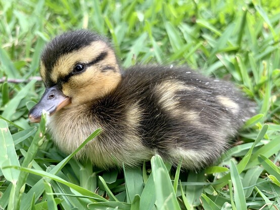 A cute mallard duckling. It is super fluffy and squat. It’s face is mustard yellow with a brown top and a dark line crossing the eye neatly parallel to the brown top. The belly is cream colored with dark brown top and cream markings. The bill is small and black. The duckling is squinting into the camera. It is sitting snugly in the grass. 