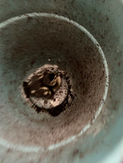 Duckling in a teal planter pot. The pot has some dirt along the sides. I was in a hurry and didn’t want to stress the bird and this was the first thing I saw that would be good to carry it up on the roof. 
