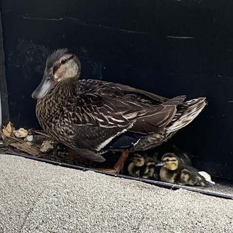 Mallard duck hen standing over a duckling brood on a grey roof in a corner with the black chimney. There are several small fluffy ducklings staring at the camera from underneath and some cracked eggs about. 