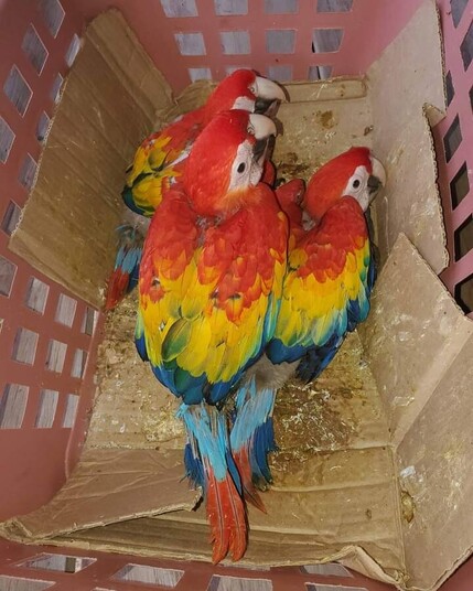 Three macaw chicks in a cardboard lined plastic basket