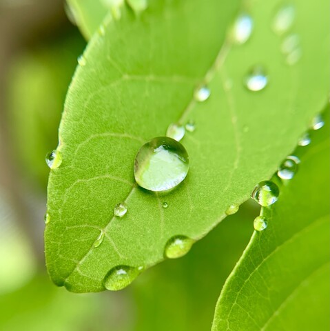 A close-up image of a leaf with water droplets. The leaf is a very verdant pea green. The leaf is lanceolate and the leaf end is pointing to the bottom left. There is one large round water droplet in the middle and some further to the top of the image out of focus. There are also many small water droplets around the leaf’s edge due to guttation since it rained heavily last night. 