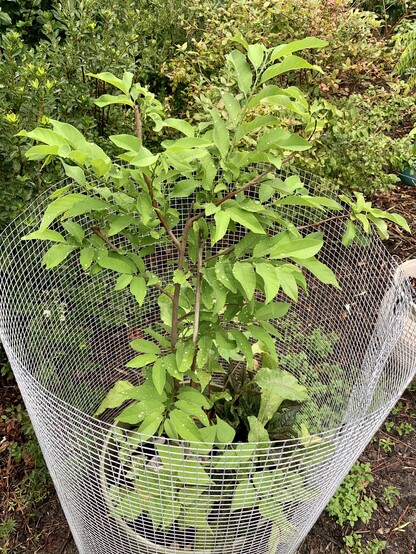 A two year old sugar apple tree. The leaves grow opposite each other so the branches look like ferns. 

It suffered badly from two freak hailstorms this summer but regrew so pretty. 

The tree is caged bc at the bottom of the pot are different bean plants, two chiogga beets and some bloody dock sorrel. Bunnies hop up into the pot and eat them. 