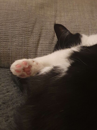 A picture of a curled up black and white cat, focused on the underside of one of her paws.