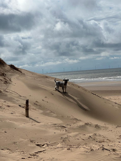 Mini schnauzer on the beach 