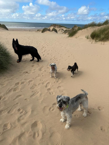 Pack of dogs on the beach 