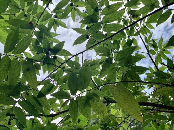 So many cherries! A bunch of Jamaican cherry branches crossing with each other with tons of little cherries hanging off their stems. It is an upward facing pic and you can see the blue sky and clouds. Cast against the sky, the cherries appear black but they are green with a few pink ones here and there. 