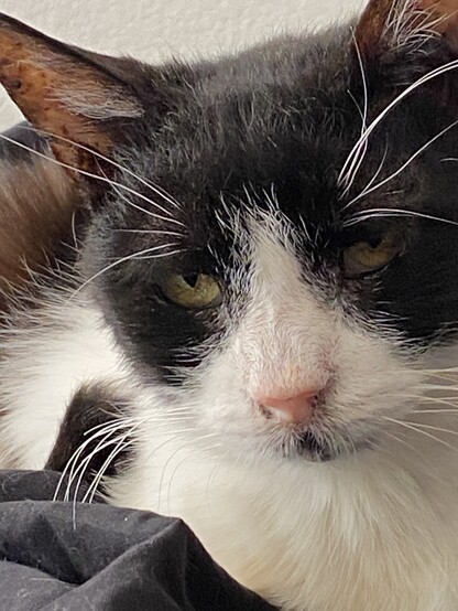 A black and white tuxedo cat with gold eyes and long whiskers.