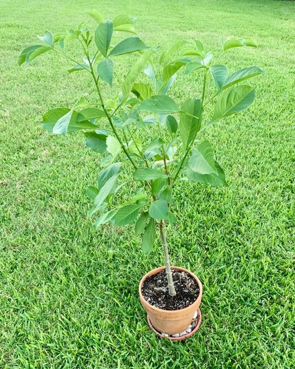 A beautiful two year old baobab seedling growing in a clay pot. It is sitting on a clay saucer with stones lifting the plant. The plant is sitting on top of green grass. The leaves are a darker and shinier green than the grass. The seedling has been cut at about ten inches from the ground and has four tall branches emerging from this cut. The cut isn’t visible and will look natural over time. The leaves are large and teardrop shaped. Each leaf stem produces three leaves but a stem will emerge out of this so on the branch, 2 leaves appear opposite each other. 

The plant is easy to grow, but has a few growing requirements. It cannot sit in water and it needs very well-draining soil. The soil I have for this plant is around 50% sand and potting soil with perlite.￼￼ It is growing in a clay pot and there are rocks at the bottom of the pot to keep the roots from sitting in damp. The plant is sitting on rocks on top of the tray filled with rocks so any roots that emerge out of the pot will also not sit in water. 

I water this plant everyday in warm/hot temperatures. 

When temperatures start going below 50F/10C at night, bring indoors in a well-lit space. Do not water or water only once a month while it is in cooler temperatures. My baobabs do not defoliate in the sunroom but they don’t grow very much. I unleash hordes of ladybugs in the sunroom to control the aphid population. Occasionally, I will go on a squishing campaign. 