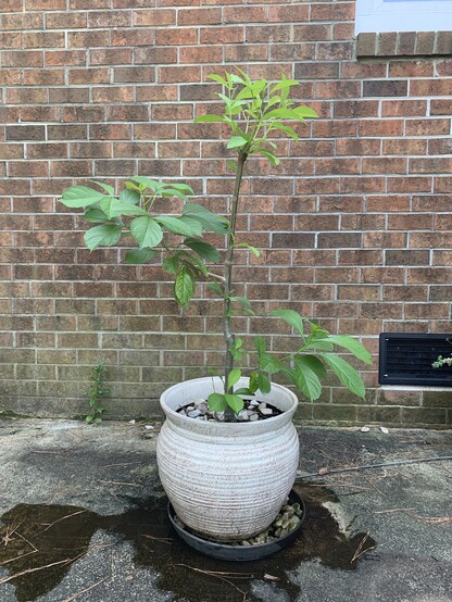 Pic shows a larger baobab tree sitting in front of a brick wall. It is 5 foot including the pot. It has two large branches coming out of the lower right and middle left and a bunch of new branches growing from the top where there was a hard cut. 

Baobabs cannot sit in water and need to be kept lifted off dampness. They can get root rot. I live in a place that gets nearly 50 inches of rainfall so I regularly have to tip the saucer filled with stones you see below. There are rocks at the bottom of the pot besides the potting soil being 50% sand. It is so intensely heavy, I have to tip the pot and saucer on heavy duty shoes or concrete slabs to drain the water. Being a bigger pot and so holding more water than the smaller pot, I do not water this baobab nearly as often in the summer. 

If you want to grow a baobab, put seeds in a cup of water over a seedling warming mat for a couple days. In two days, the seeds will crack open. Plant germinated seeds in seedling potting mix (not sand yet) in a seedling pot and let grow until true leaves appear. Then plant the seedling in 50% sand and potting mix with perlite. 
