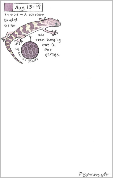 My Perpetual Journal watercolor and pen art of a Western Banded Gecko, with a zoomed-in callout showing its granular scales.
