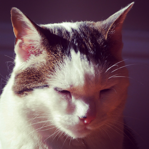 Close up portrait of cat’s face