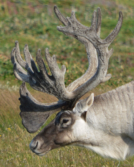A photo of a caribou's head and antlers viewed from the side.