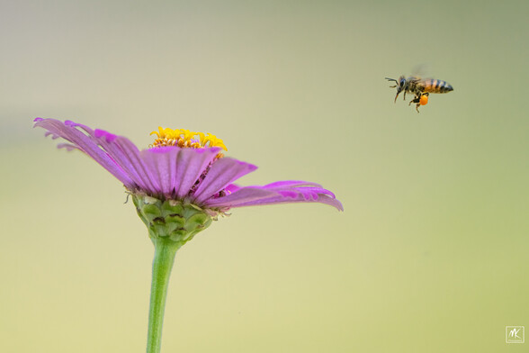Color photo of a honeybee, seen in profile against a greenish-yellow background, flying towards a zinnia flower head. The zinnia has fuchsia colored outer petals and bright yellow florets in the center.