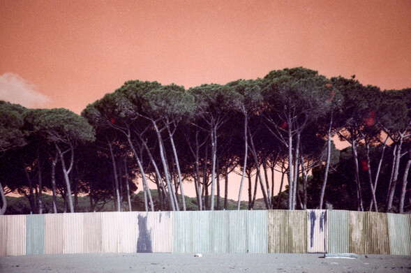 Pine trees on a beach in the winter under an orange sky, shielded with a barrier. Colours are shifted to orange since the photo was taken with analog Lomography LomoChrome Turquoise 400 35mm film and a Lomography LC-A camera. 