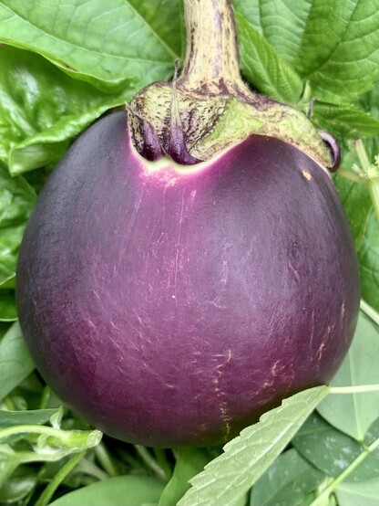 A pic of a round purple eggplant surrounded by green leaves. 