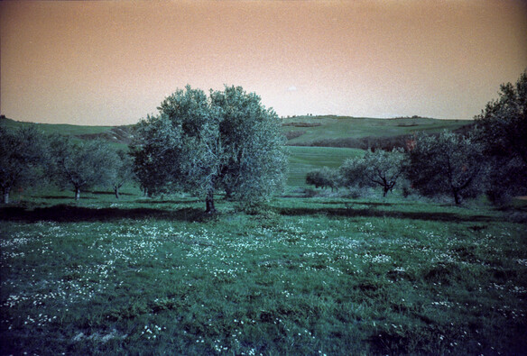 An orange sky over green sweet Tuscan hills with grass and trees. Colours are shifted to orange since the photo was taken with analog Lomography LomoChrome Turquoise 400 35mm film and a Lomography LC-A camera.