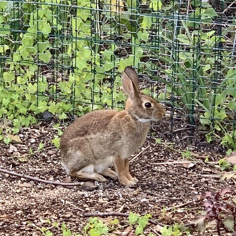 Bunnytrix is almost full grown now. She is standing on the ground in front of a double-layered green fence plus chicken wire. She is sitting on her bum facing right. She has a white chin and white belly and is tawny and light brown. 

Climbing up the fence is small light green ivy looking leaves. There are tiny yellow flowers but you can’t see them bc they are very small. Even smaller are the baby cucumbers. 